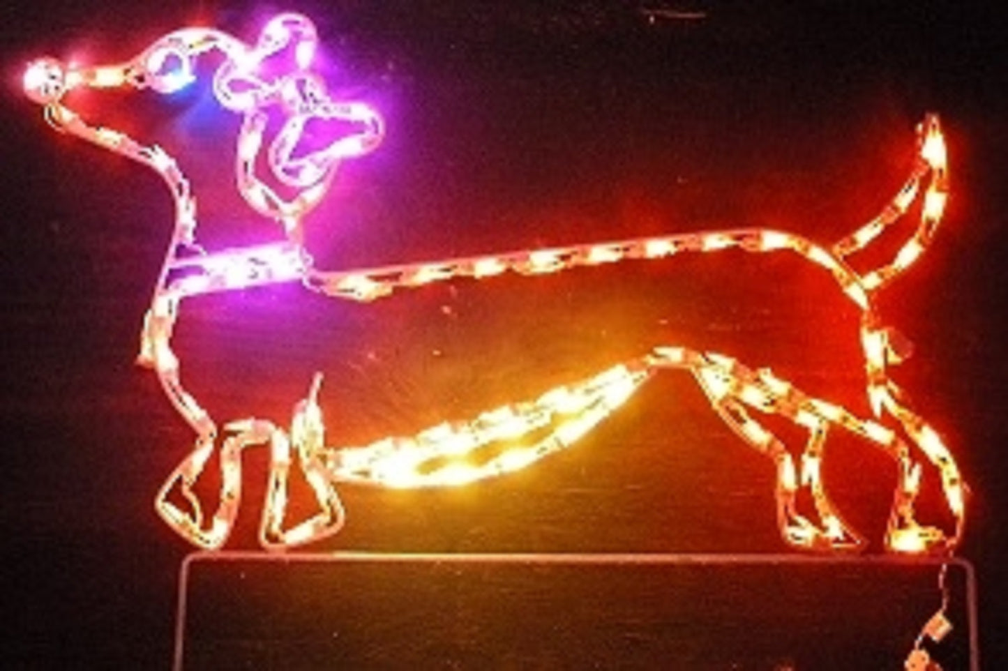 Dachshund with Bow Female