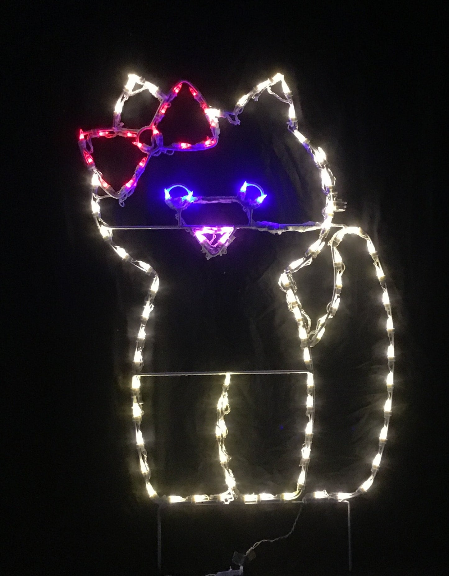 Kitten with Bow