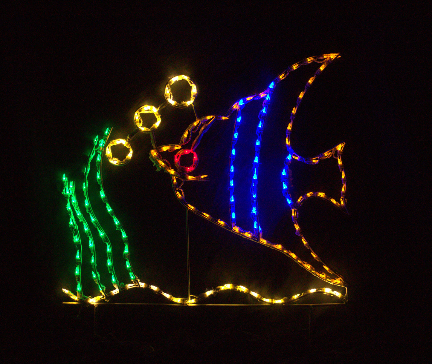 Angelfish with Bubbles