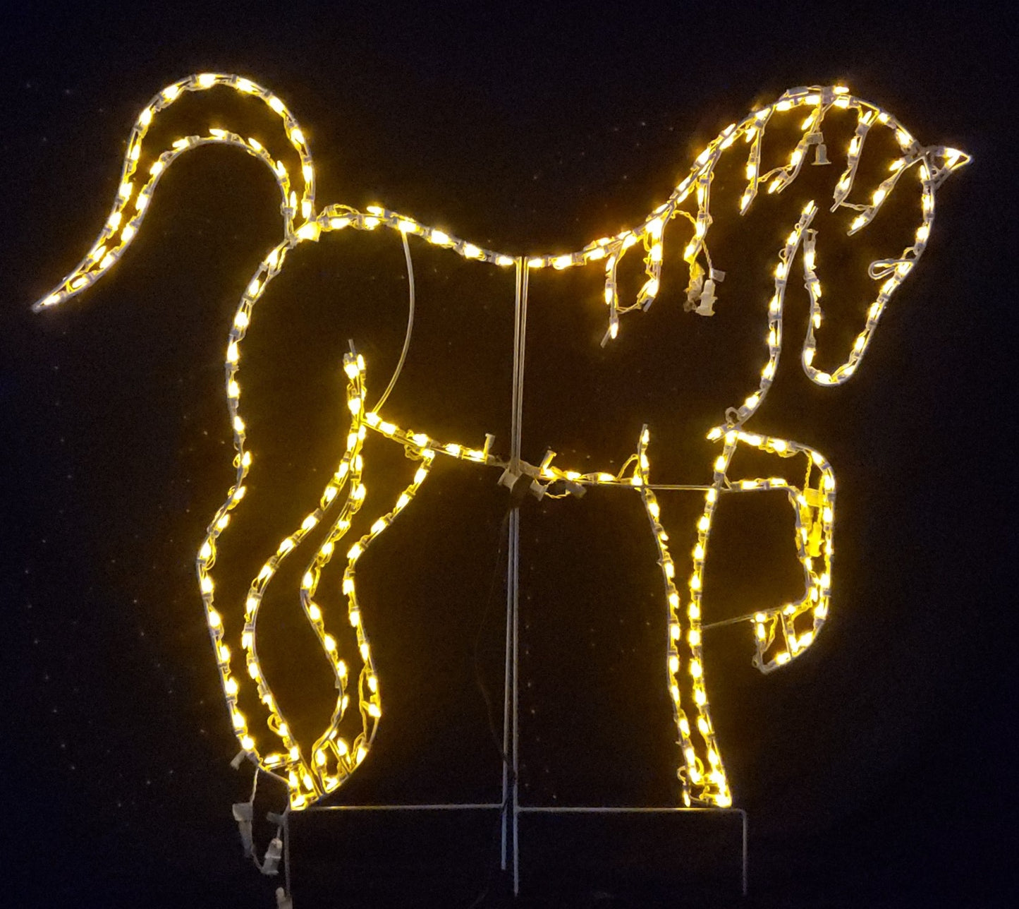 Fancy Horse