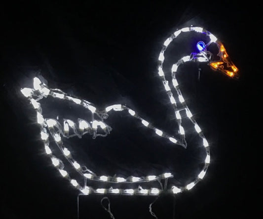 Graceful Swan