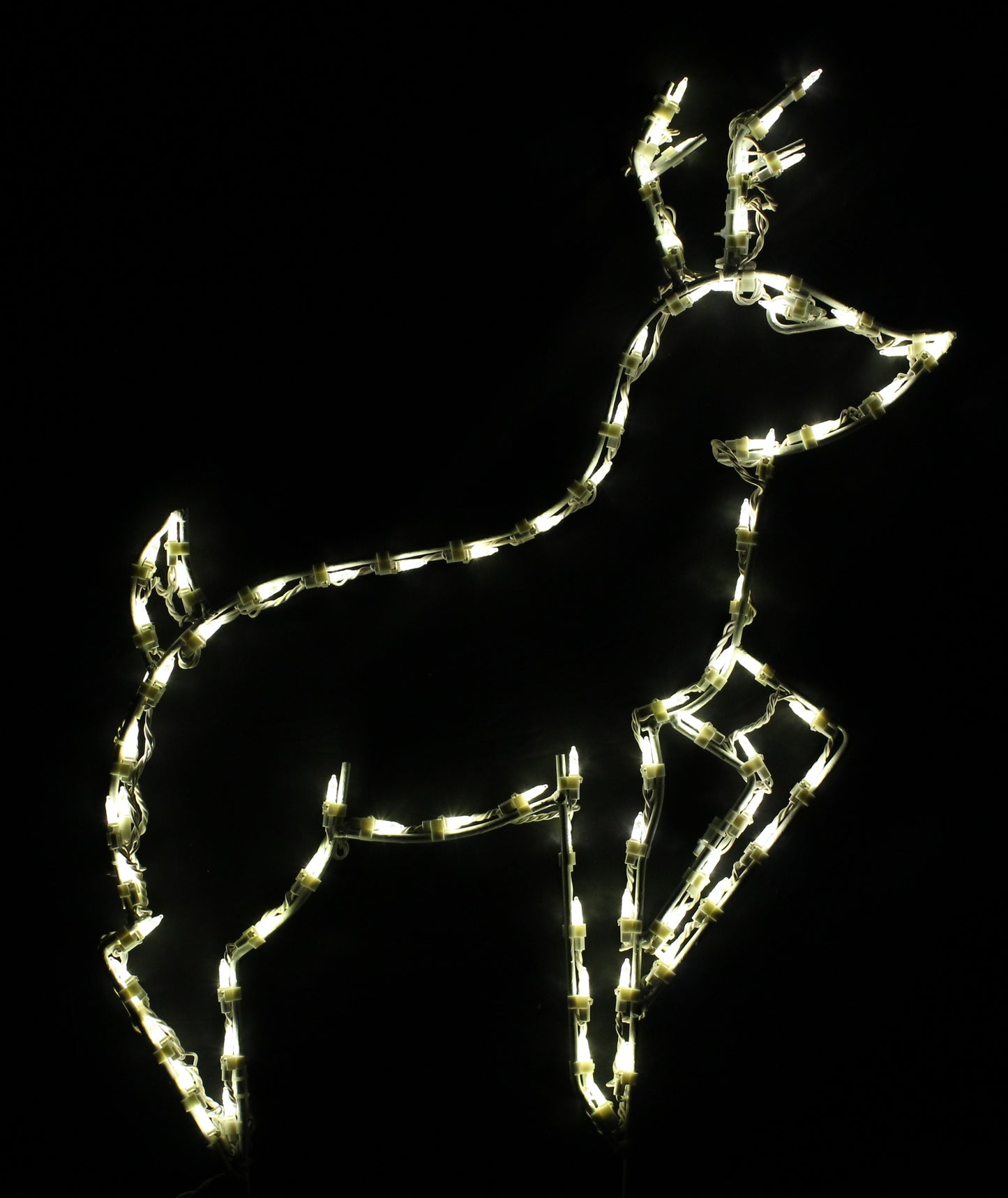 Deer Medium